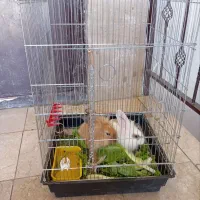 دوتا خرگوش سرحال نروماده باقفس|موش و خرگوش|سنندج, |دیوار