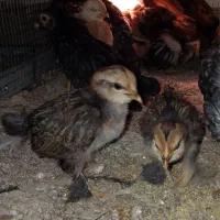 جوجه زینتی|حیوانات مزرعه|قزوین, |دیوار