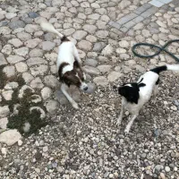 فروش سگ نژاد دار