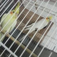 عروس هلندی مولد لوتینو