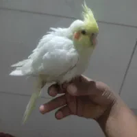 پرنده|پرنده|شیراز, وزیرآباد|دیوار