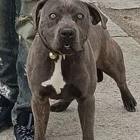 واگذاری سگ پیتبول