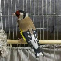 سهره قناری خاکی