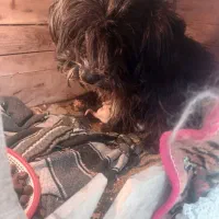 سگ پاکوتاه شیتیزو|سگ|مشگین شهر, |دیوار