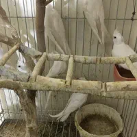 عروس هلندی آلبینو خالص چشم شرابی|پرنده|شهریار, شهریار|دیوار