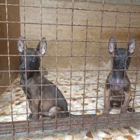 واگذاری مالینیوز ماده|سگ|بابل, |دیوار