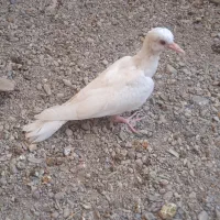 کبوتر خونگی