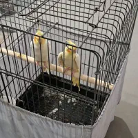 یک جفت عروس هلندی مولد سخنگو