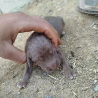 توله پژدر اصیل....