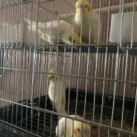 عروس هلندی|پرنده|مشکین‌دشت, |دیوار