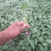 فروش نشا درختی