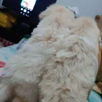 توله شیتزو پیکینیز میکس