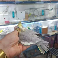 عروس سرلاکی اهلی