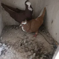 تعدادی کبوتر عرب،طوقی وپلاکی اهوازی