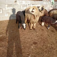 میش بره دار|حیوانات مزرعه|درودزن, |دیوار