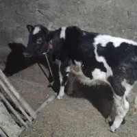 گوساله هلشتایین|حیوانات مزرعه|ورزقان, |دیوار