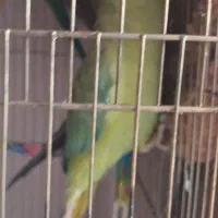 طوطی ملنگو ماده|پرنده|فردیس, فردیس|دیوار