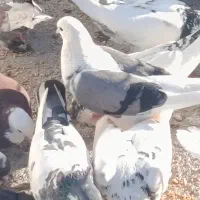 کبوتر گمشده