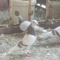 کبوتر