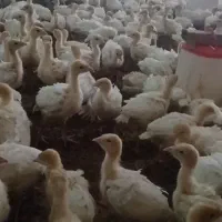 جوجه بوقلمون بیوتی یکروزه چهارده روزه بیست روزه