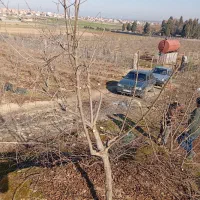 هرس و اصلاح باغ|خدمات باغبانی و درختکاری|خان ببین, |دیوار