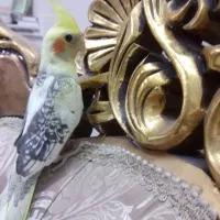 عروس هلندی دوکت مرواریدی تاج پرنسسی چشم فالو|پرنده|مشهد, یوسفیه (شهرک غرب)|دیوار