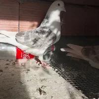 کفتر پرشی بازیکن نر ماده