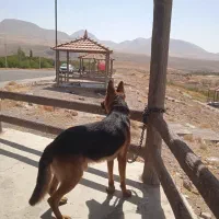 واگذاری سگ ژرمن جوان|سگ|آذرشهر, |دیوار