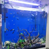 اکواریوم گیاهی کامل