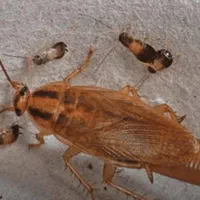 سمپاشی ساس پاکدشت سم پاشی سوسک« پاک »۱۰۰٪تظمینی|خدمات نظافت|پاکدشت, پاکدشت (مامازند)|دیوار