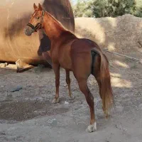 اسب نریون یکسر کورسی