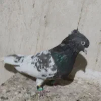 کله مشکی|پرنده|مشهد, رضاییه|دیوار