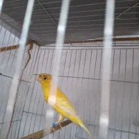 انواع قناری نروماده وجوجه پنج ماهه وعروس هلندی