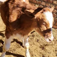 گوساله|حیوانات مزرعه|خوسف, |دیوار