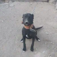 نیروی کار برای دام داری( سرایداری)