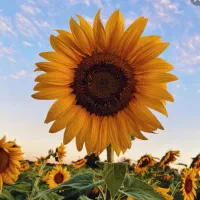 بذر گل افتابگردان