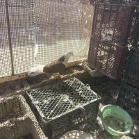 کفتر تهرانی|پرنده|ایرانشهر, |دیوار