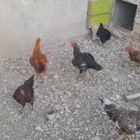 جوجه خروس