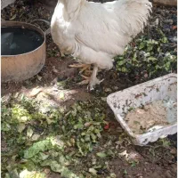 فروش دو عدد مرغ لهستانی|حیوانات مزرعه|شیراز, پشم شیشه|دیوار