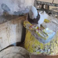 طوقی|پرنده|شادگان, |دیوار