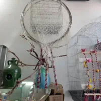 پرنده سرا|پرنده|هشتگرد, شهرک گلها|دیوار