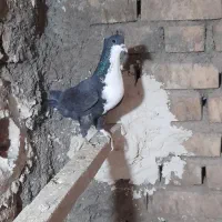 کرباتی ماده|پرنده|زاوه, |دیوار
