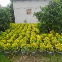 فروش فوری شمشادطلایی