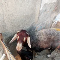 بره نر