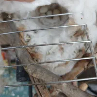 یک جفت فنچ مولد رو پنج تا تخم