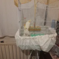 عروسهلندی|حیوانات|تبریز, |دیوار