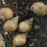 حلزون آچاتینا