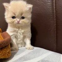 گربه پرشین مو بلند دال فیس|گربه|ساری, |دیوار