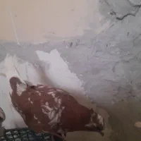 کفتر بوم پرشی|پرنده|مشهد, نکاح|دیوار