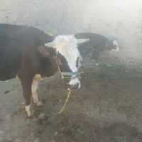 گاو گوساله جوان|حیوانات مزرعه|باوله, |دیوار